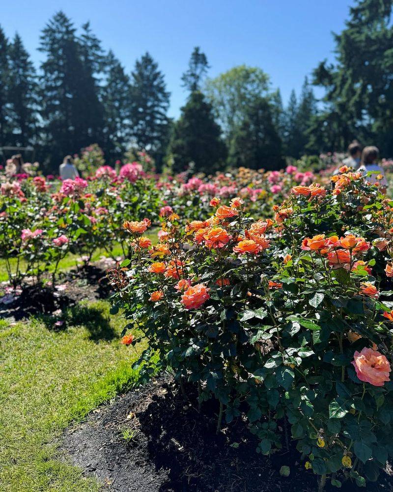 Choose The Right Rose