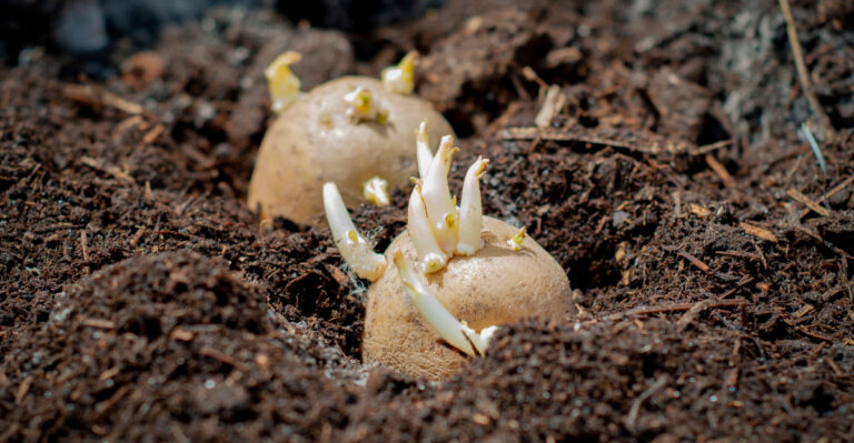 The Right Way To Plant Seed Potatoes For A Bigger Harvest In Oregon