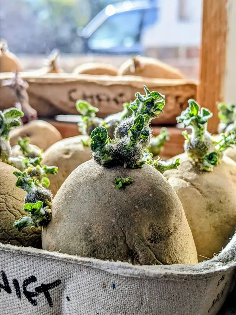 Start With Certified Seed Potatoes