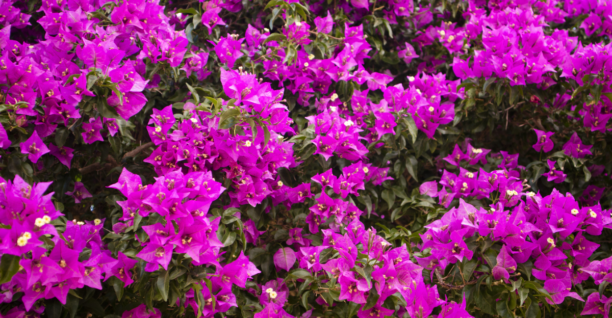 plant (featured image)