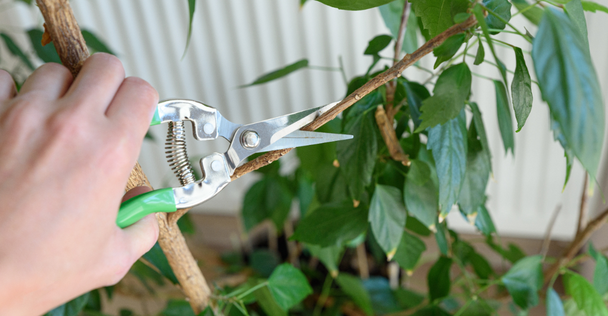 pruning plant (featured image)
