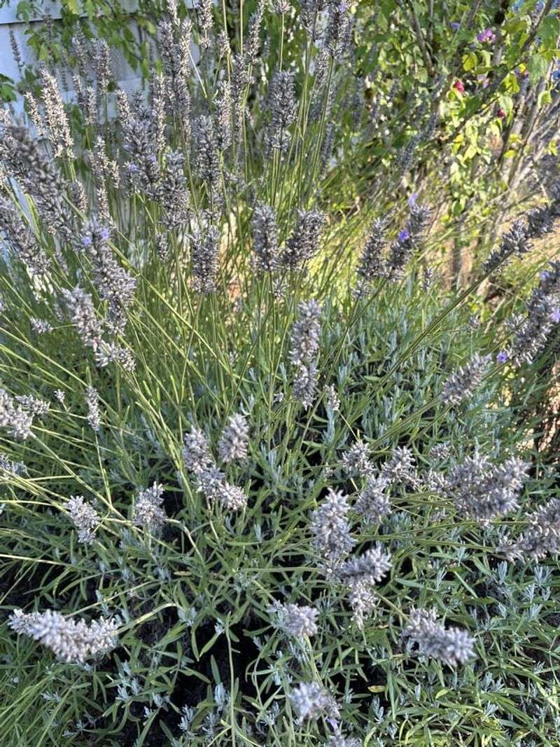 Early Spring Is The Right Time To Check Lavender In Oregon