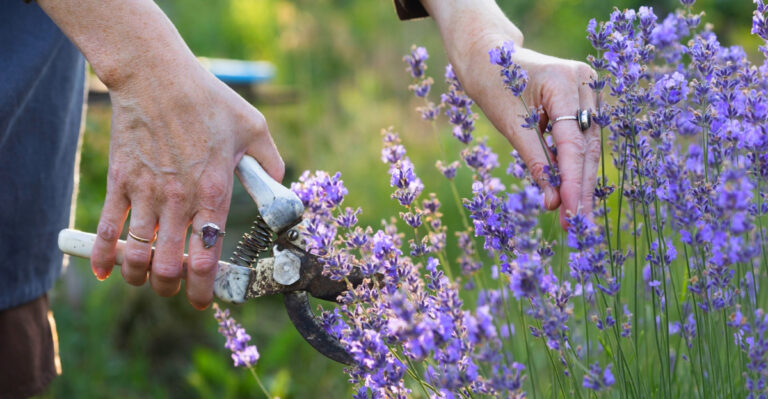 The Right Way To Prune Lavender In Oregon For More Flowers