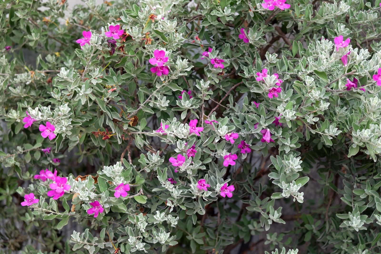 texas sage