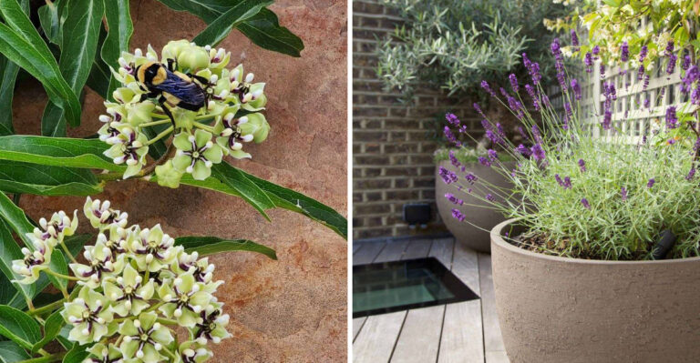 The Right Way To Set Up A Spring Pot For Pollinators In Arizona