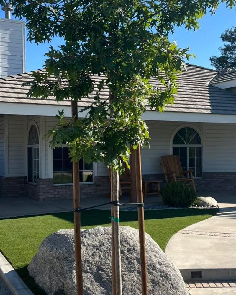 Correct Support Keeps Young Trees Stable In Saturated Soil