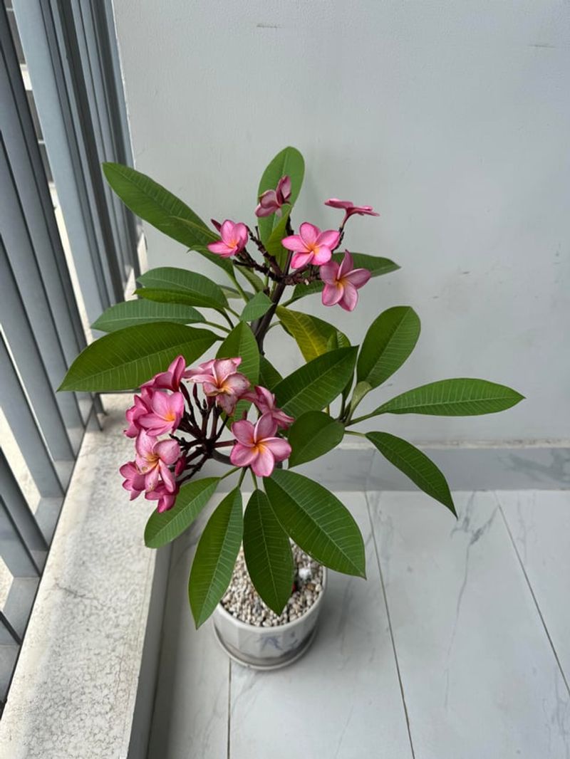 Wait Until Blooming Slows Before You Cut