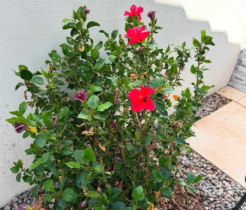 How Mulch Helps Maintain Steady Moisture Around Roots