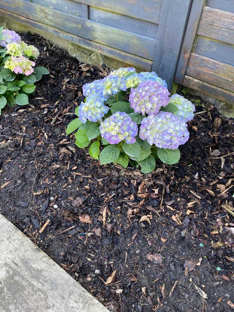 Common Problems Gardeners Face In West Texas