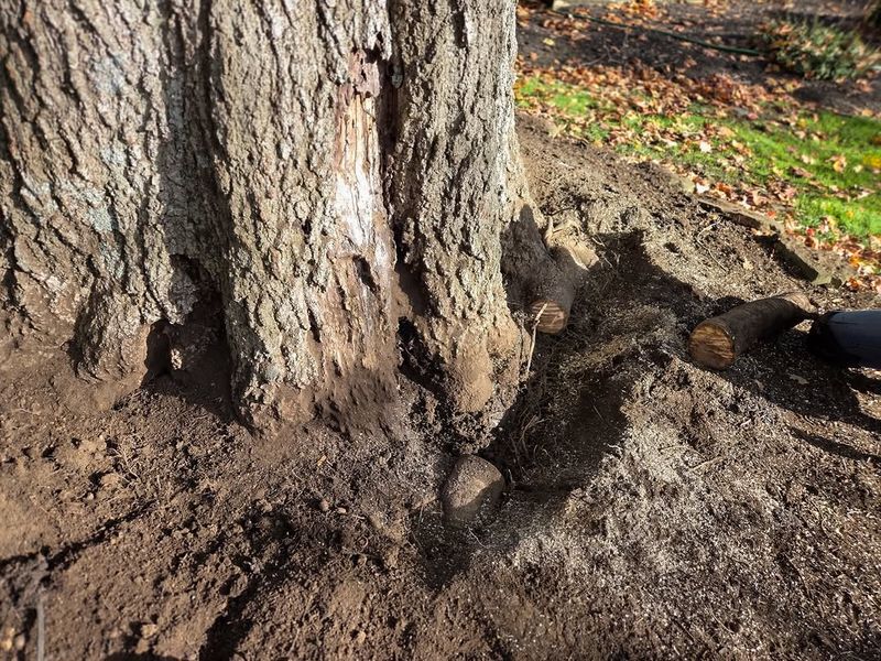 Girdling Roots Slowly Strangle The Tree Over Time