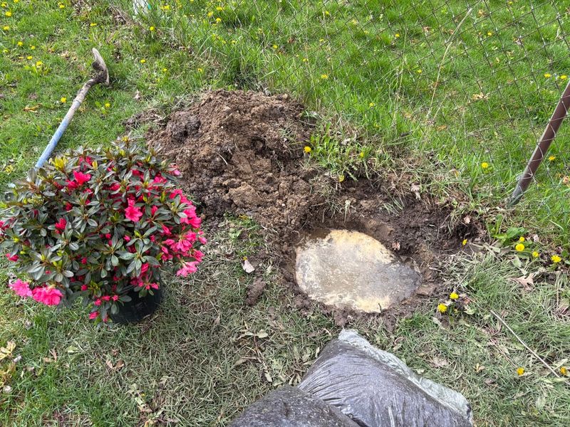 Drainage Has More To Do With Blooming Than You Think