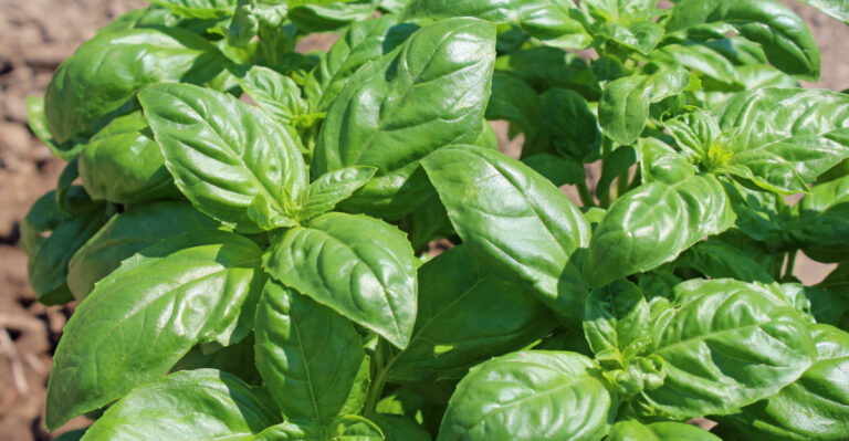 basil