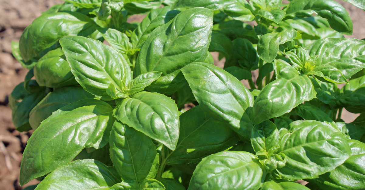 basil