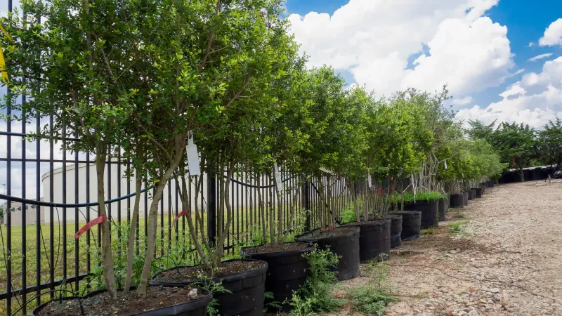 Why Homeowners Are Using It Instead Of Fences