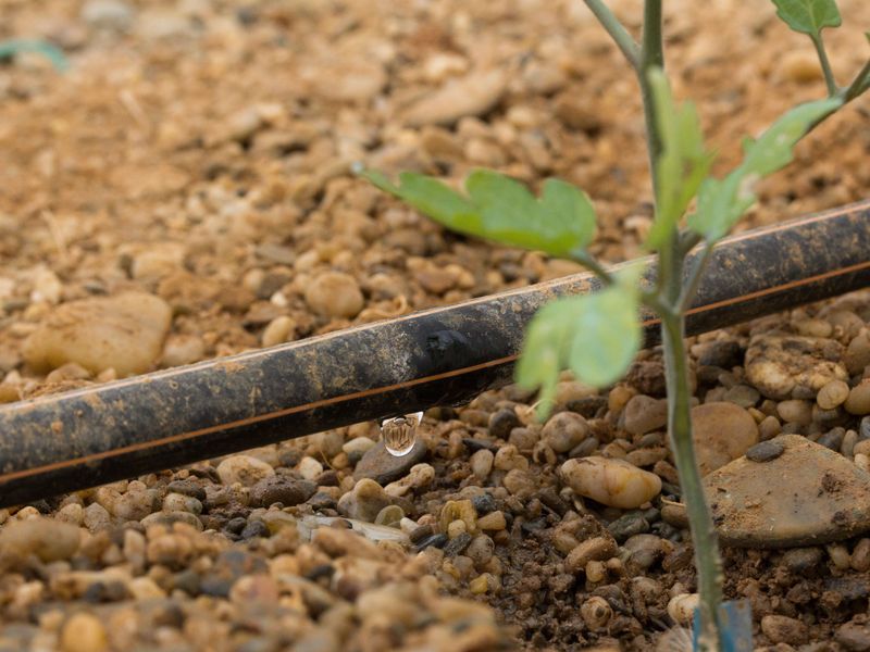 Why Deep Watering Supports Stronger Root Growth