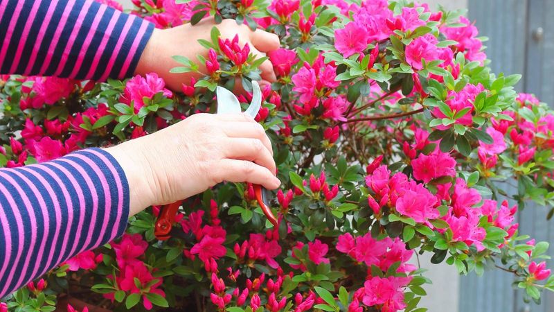 Clean Up Azaleas By Removing Spent Blooms Early