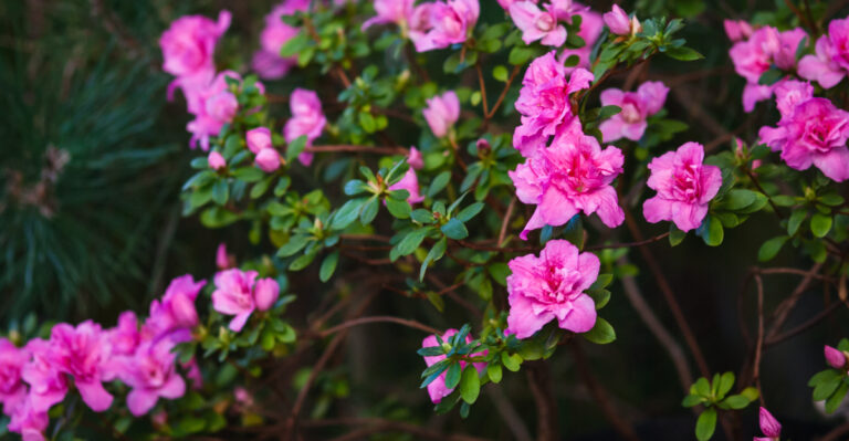 azalea (featured image)