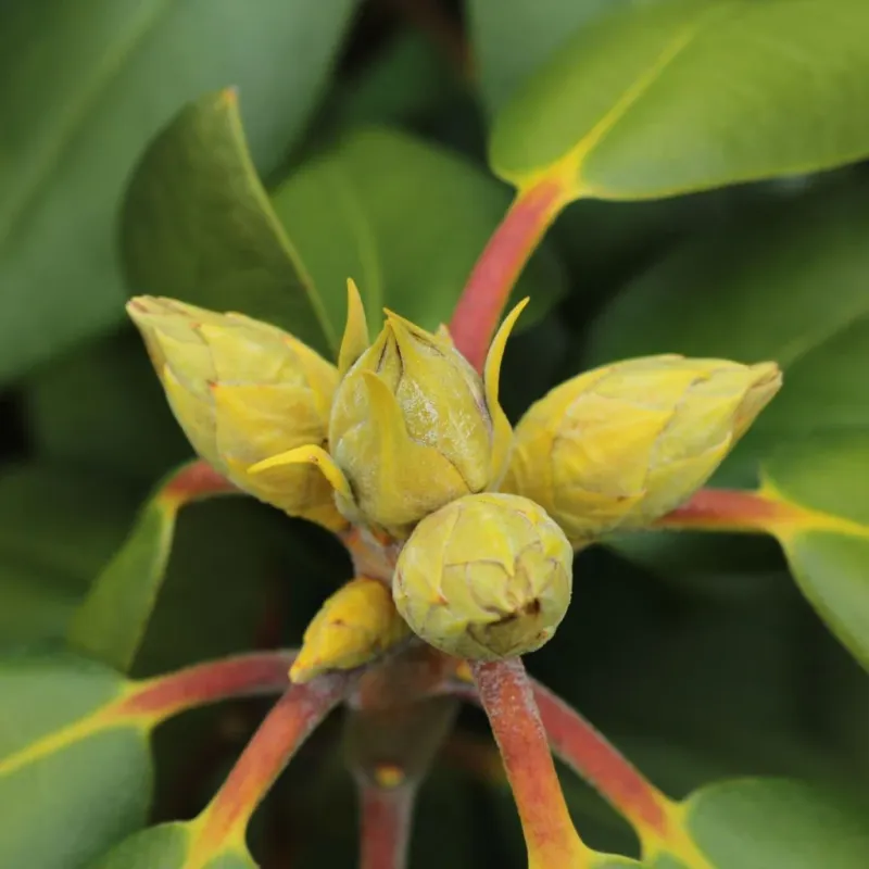 April Is When Azaleas Start Telling The Truth