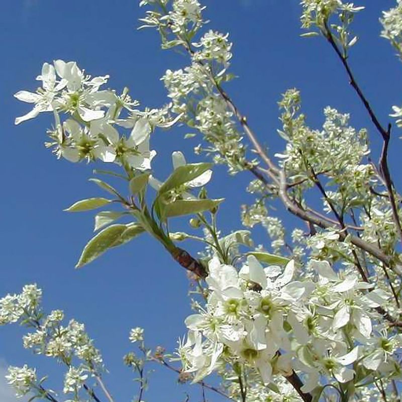 Serviceberry (Amelanchier arborea)
