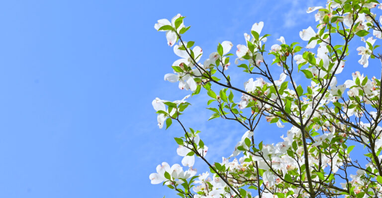 flowering dogwood