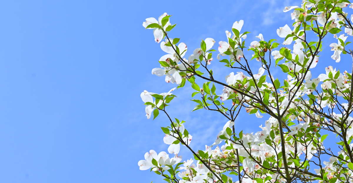 flowering dogwood
