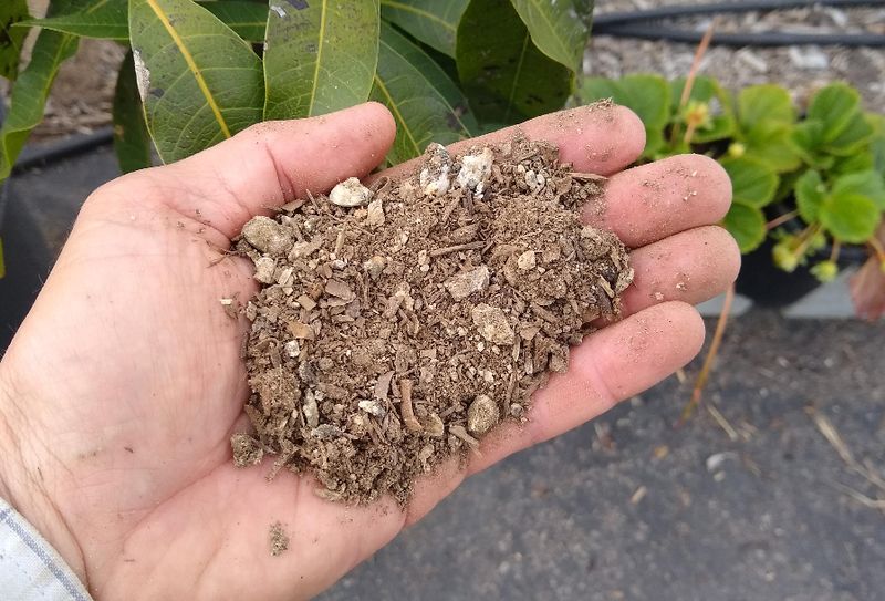 Choose A Fast Draining Soil Mix To Prevent Root Problems