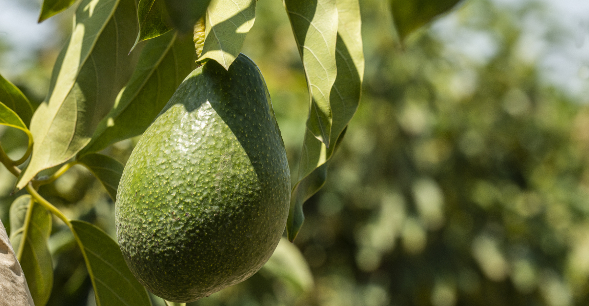 avocado tree (featured image)