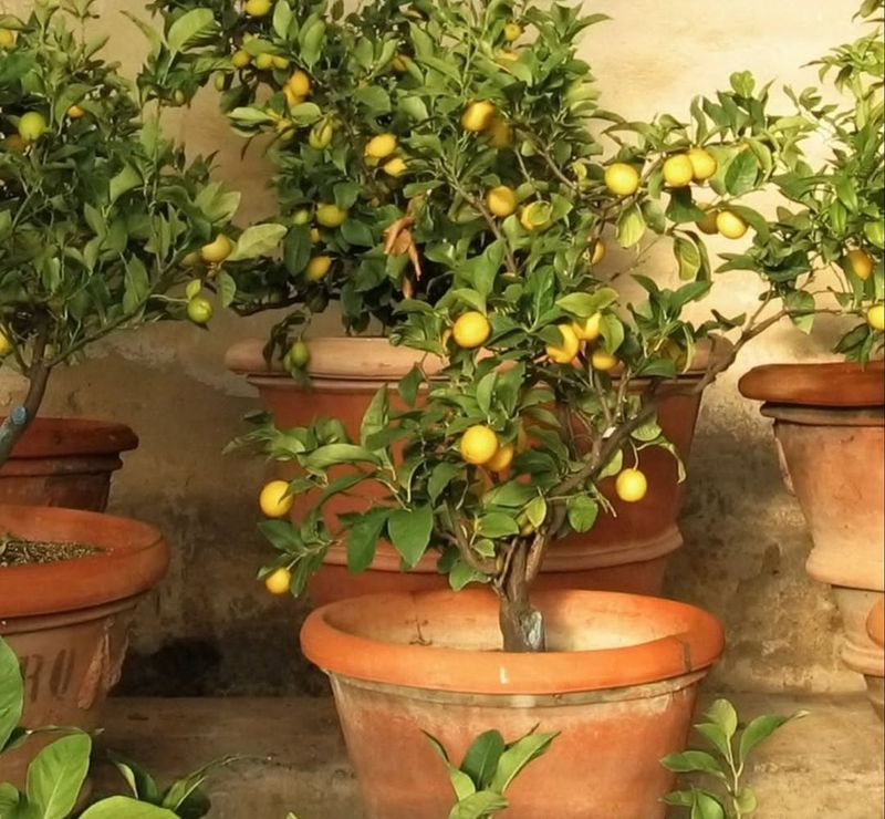 Choose Heat Tolerant Varieties That Perform Well In Containers