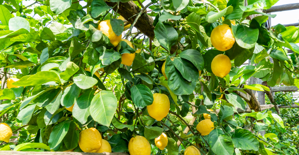 lemon tree (featured image)