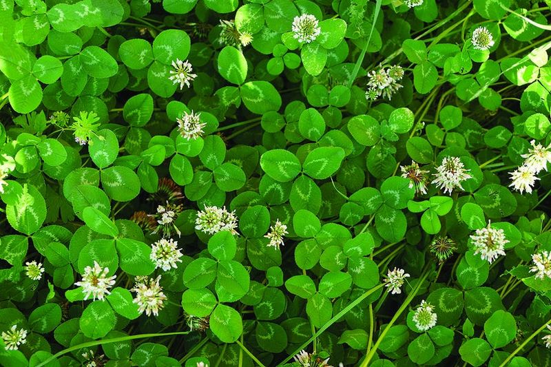 The Growing Case For White Clover In Modern Pennsylvania Lawns