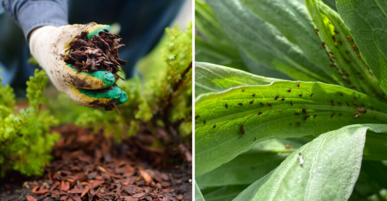 The Spring Cleanup California Yards Need Before Everything Starts Drying Out