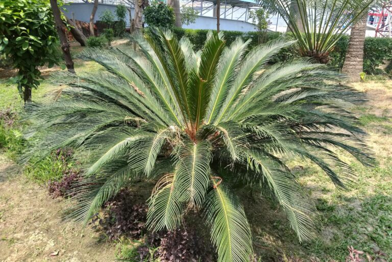 palm