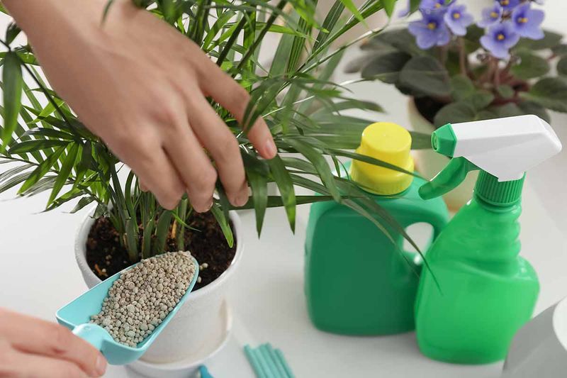 Overfertilizing Too Early In Spring Is The Mistake Hurting Palms