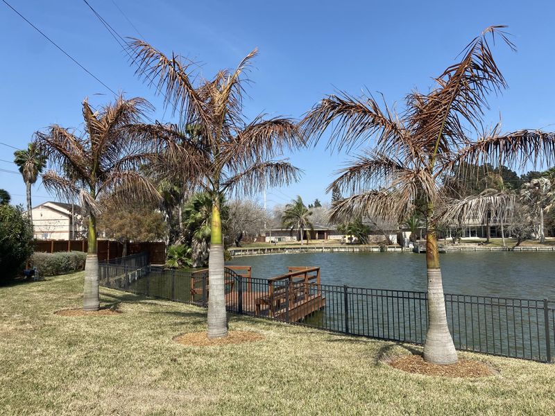 Using The Wrong Fertilizer Is The Spring Mistake Hurting Texas Palms