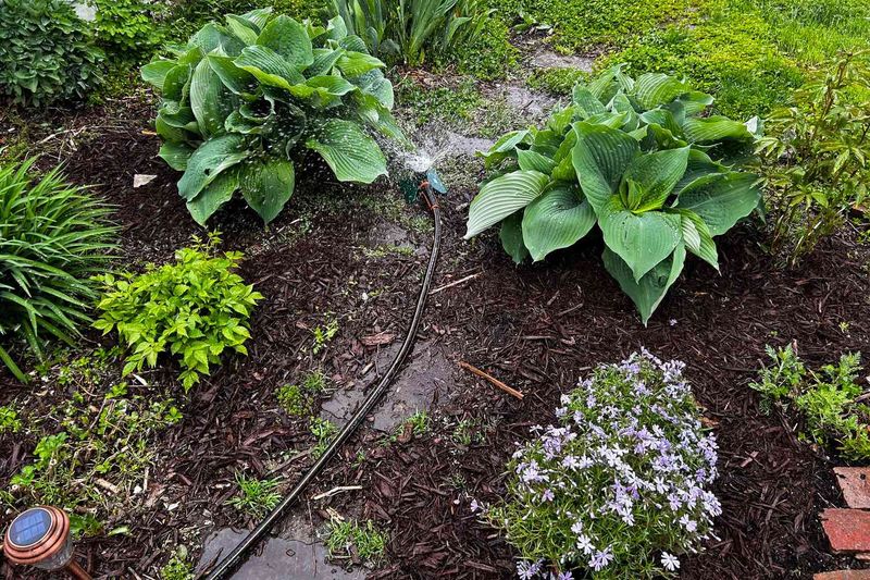 Watering Too Shallowly