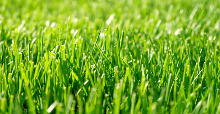 The Spring Lawn Habits That Make Ohio Yards Look Thin By Summer