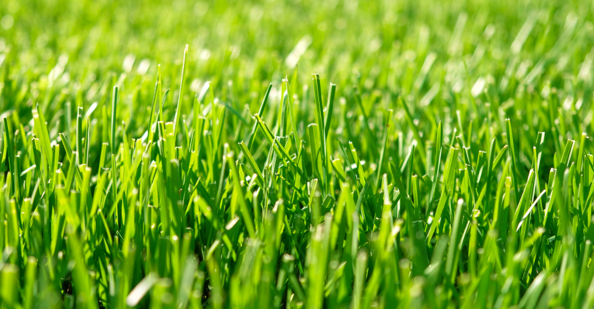 The Spring Lawn Habits That Make Ohio Yards Look Thin By Summer