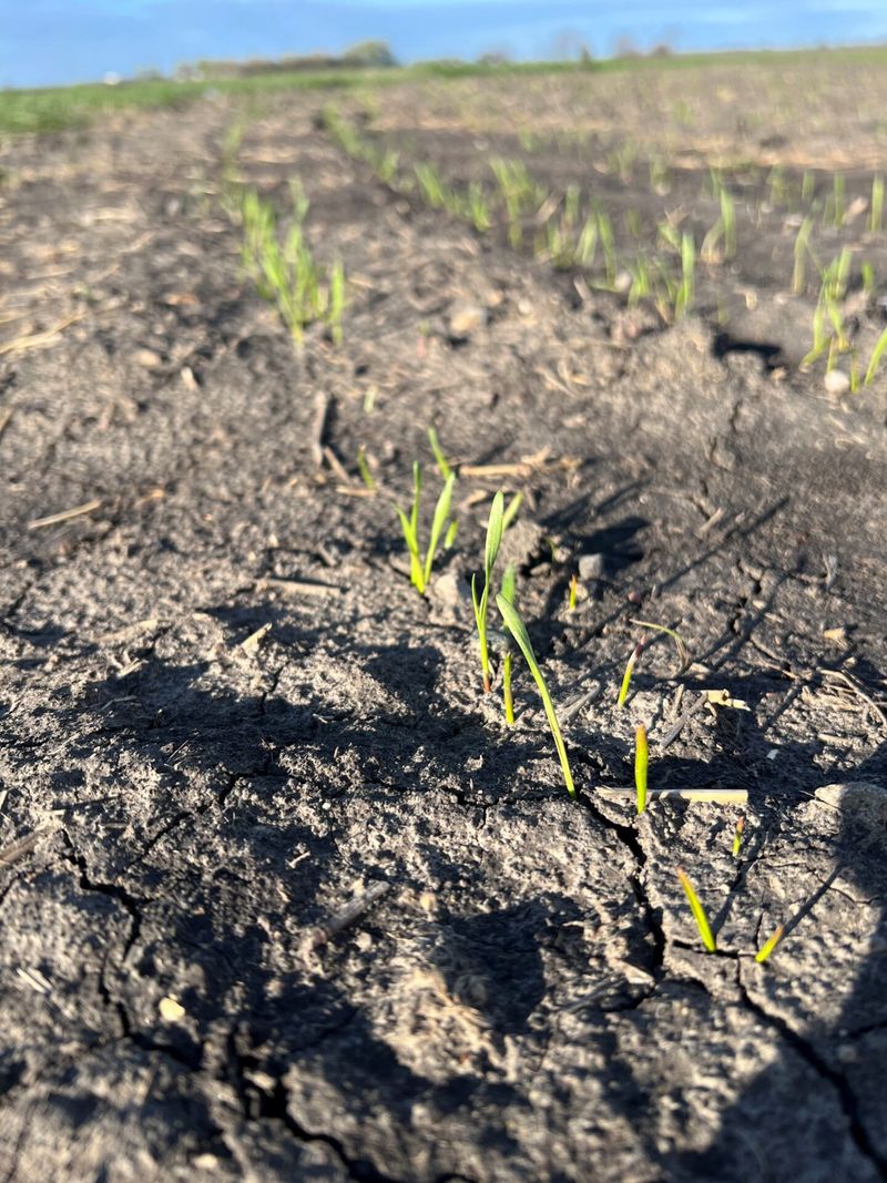 Waiting A Few Extra Days Can Prevent Long-Term Damage