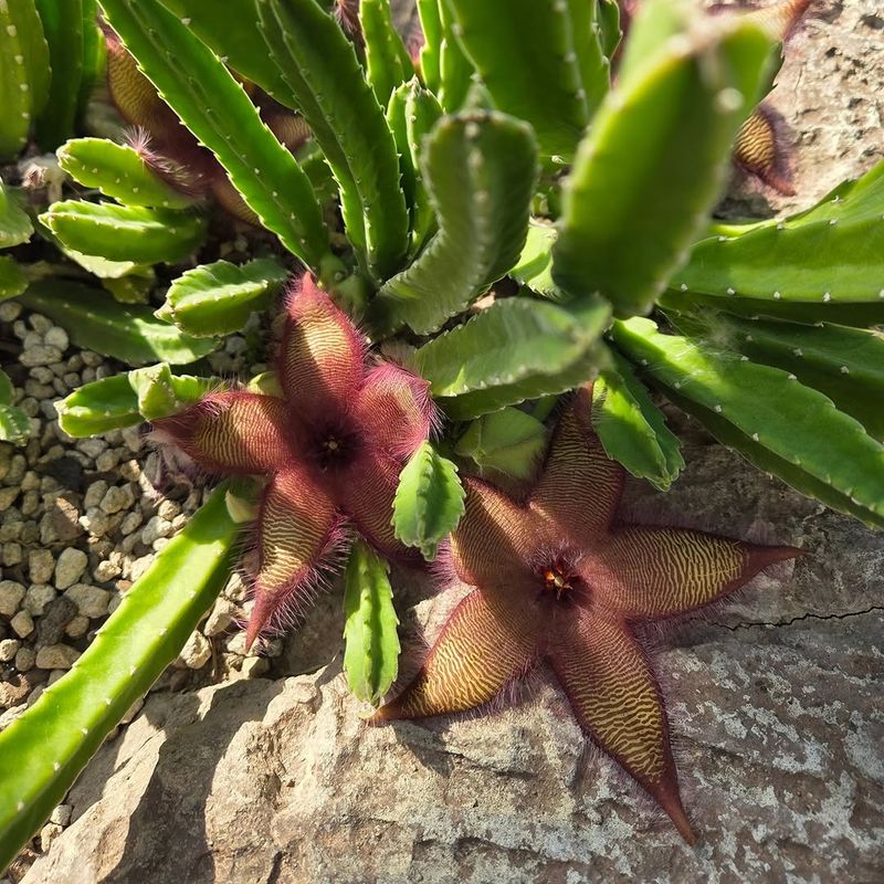 Bright Light With Protection From Harsh Afternoon Sun
