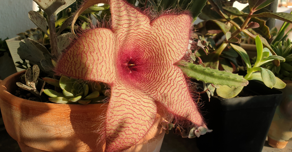Stapelia (featured image)