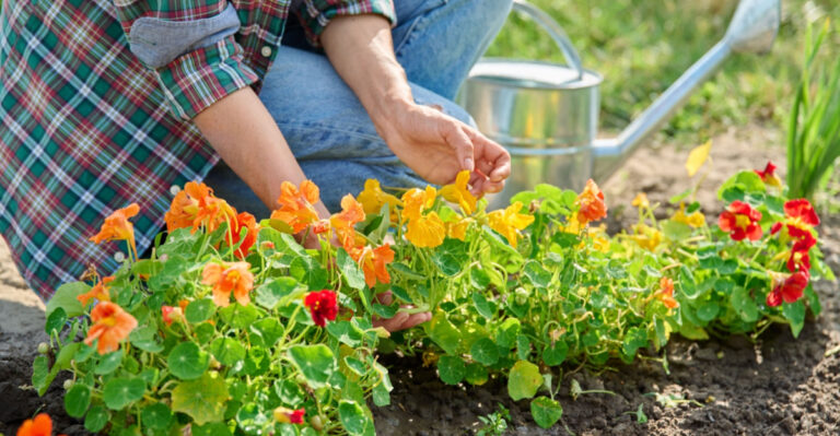 The Surprising Benefits Of Growing Nasturtiums In Michigan Gardens
