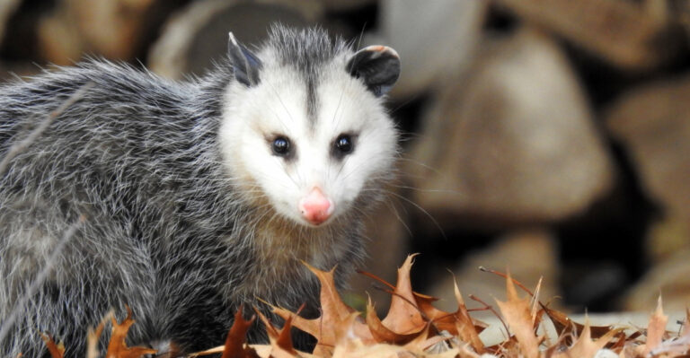 The Surprising Benefits Of Having Opossums In Your North Carolina Yard