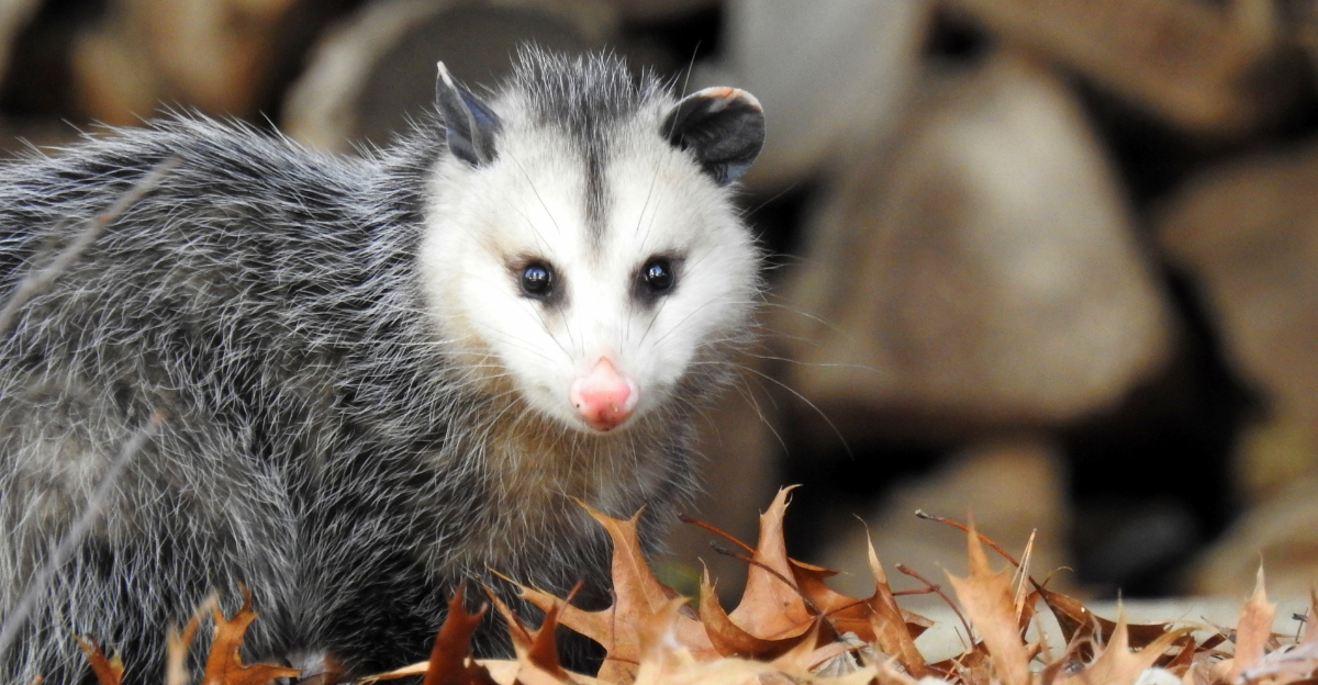 The Surprising Benefits Of Having Opossums In Your North Carolina Yard