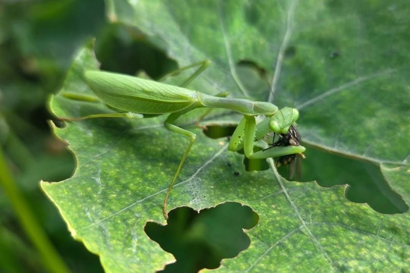 A Symbol Of Patience, Stillness, And Mindfulness