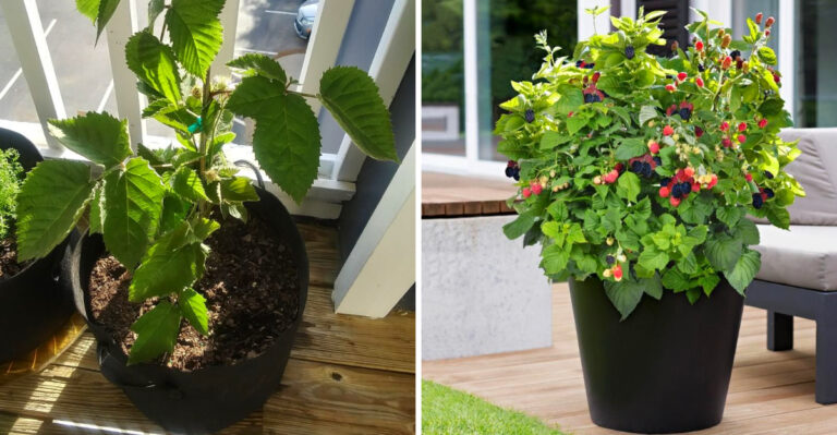 The Texas Gardener’s Guide To Growing Blackberries In Containers
