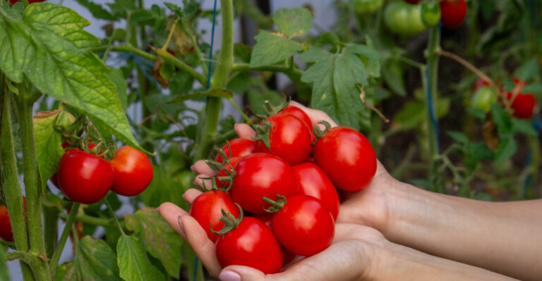tomato harvest