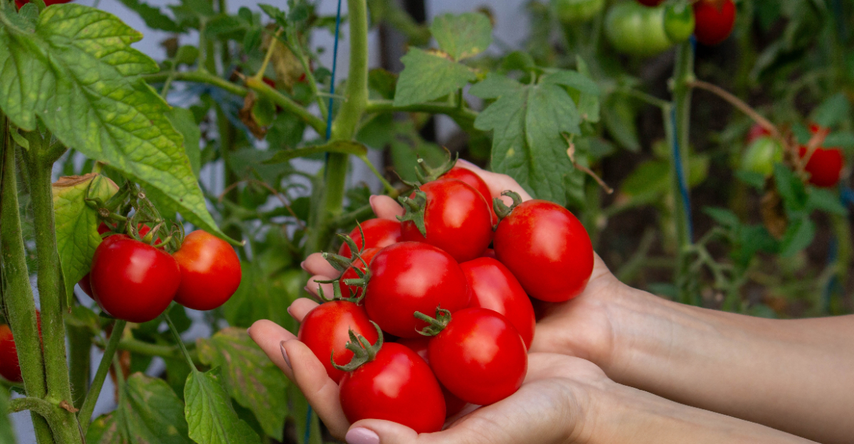 tomato harvest