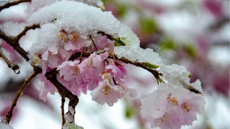 Location Within Michigan Strongly Influences Frost Damage