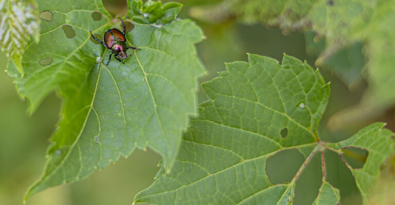 japanese beetle on a leaf