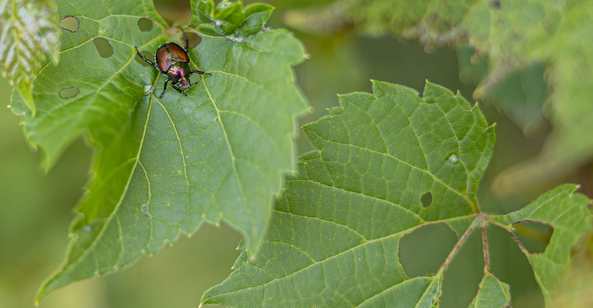 japanese beetle on a leaf